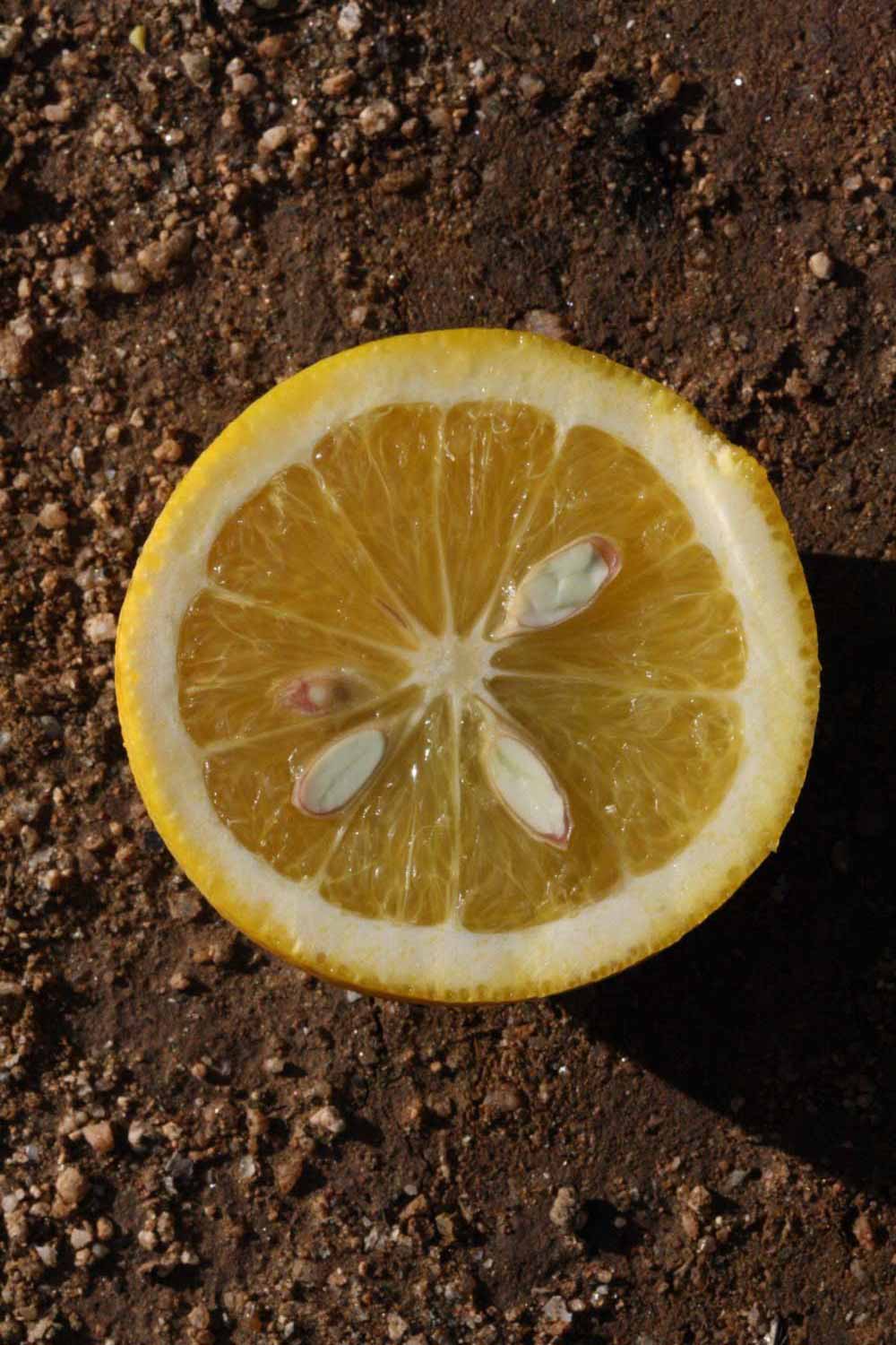            Fruit cross-section (Riverside, CA)   